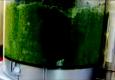 How To Make Pesto Sauce